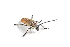 Claw Prints: Tree borer (Batocera rufomaculata) isolated on a white background