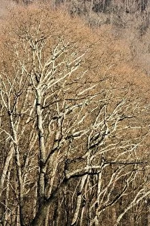 Forest Collection: Tree Branch Patterns - Blue Ridge Parkway - near Asheville, North Carolina, USA
