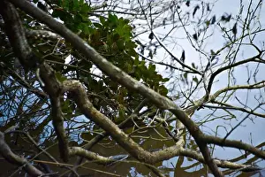 Rippling Prints: Tree branches gently dipping into the calm lake water