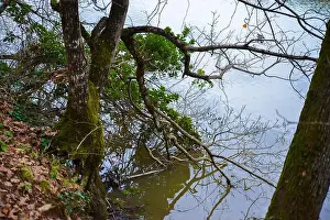 Rippling Prints: Tree branches gently dipping into the calm lake water