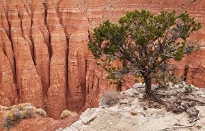 Images Dated 18th October 2015: Tree at the canyon edge, Cathedral Valley, Capitol Reef national park, Utah, USA