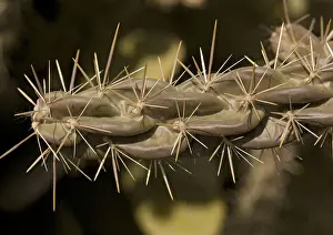 Spines Prints: Tree cholla Cylindropuntia imbricata A desert cactus and shrub