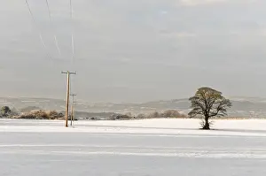 Snowflakes Prints: Tree and electricity poles in a snow covered field