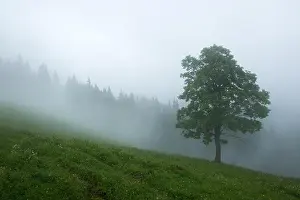 Valley Spring Prints: Alone tree in the fog. Beautiful Carpathian mountains in summer time, Ukraine, Europe