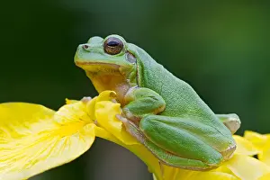 Yellowish Prints: Tree frog sitting on a yellow iris - Hyla arborea
