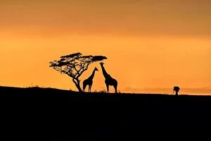 Images Dated 23rd April 2016: Tree, giraffes and male photographer silhouette on a hill at sunrise