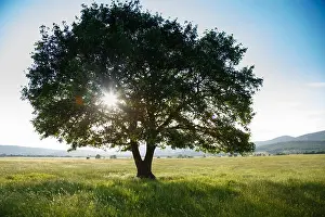 Carolina Prints: Alone tree in grass field. Lone Oak at sunset