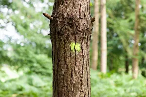 Staffordshire Prints: tree with green dot, Cannock Chase, Staffordshire