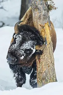 Itching Prints: Tree hugging bull bison, winter in Yellowstone, Wyoming