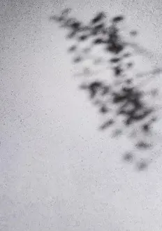 Gray Color Prints: Tree leaves shadows on grey concrete wall. Abstract background