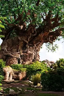 Orlando Prints: tree of life walt disney world florida FL orlando the symbol of the animal kingdom