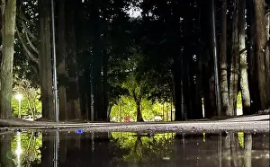 Park Path Prints: Tree-lined park pathway in Buenos Aires
