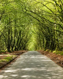 Hartland Prints: Tree lined road in Hartland, Devon, England