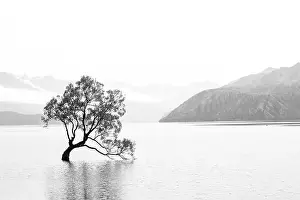 Blackandwhite Prints: tree in the middle of a lake in black and white