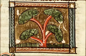 Naturalist Prints: Tree - miniature from folio 136r from Der naturen bloeme (KB KA 16) by Jacob van Maerlant