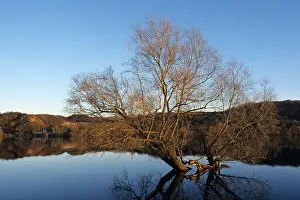 Wintery Prints: Tree in Oder River, Lower Oder Valley National Park, Germany