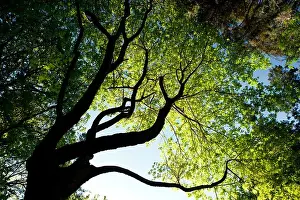 Tree Pattern - South Whidbey Island State Park - Whidbey Island - Washington, USA