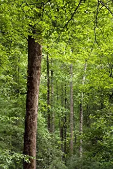 Brevard North Carolina Prints: Tree Patterns - Andy Cove Trail - Pisgah National Forest