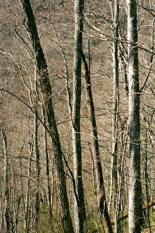 Tree Patterns - Pisgah National Forest - near Brevard, North Carolina, USA