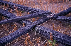 Pines Prints: Tree-Pine-Lodgepole (Pinus contorta latifolia) Trees killed by fire