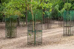Chained Prints: Tree Plant cover protect with steel Tree guard fencing net
