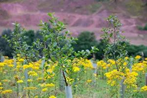 Controversial Prints: Tree planting by the carbon offset company