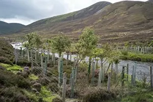Creating Prints: Tree planting to shade river part of river clunie retoration project near Braemar Scotland