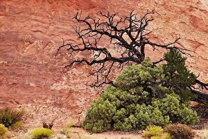 Images Dated 21st October 2015: Tree over red rock background in Arches National Park, Utah, USA