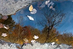 Images Dated 23rd October 2012: Tree Reflections - DuPont State Forest - near Brevard, North Carolina USA