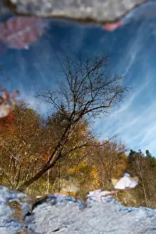 Tree Reflections - DuPont State Forest - near Brevard, North Carolina USA