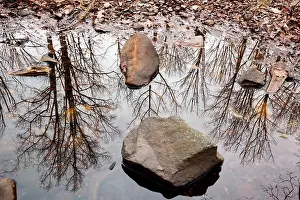 Tree Reflections - Pisgah National Forest - near Brevard, North Carolina USA