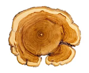 Cross Section Prints: Tree Ring Cross Section Cut Out on White