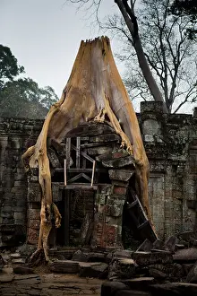 Contemplating Prints: Tree root growing into the stucture of a temple in Preah Khan. Ankor Wat Cambodia