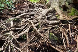 Brevard North Carolina Prints: Tree root patterns - Pisgah National Forest - near Brevard, North Carolina, USA