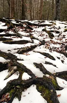 Tree root patterns in the snow - Pisgah National Forest - near Brevard, North Carolina, USA