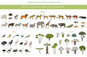 Weaver Prints: Tree savanna and grass savanna biome