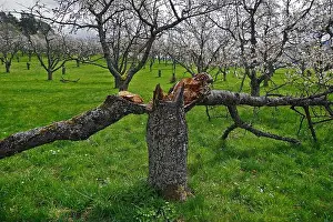 Split Prints: Tree split in two on blooming cherry orchard meadow