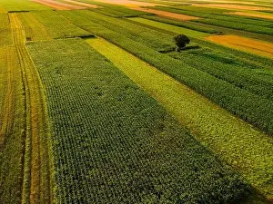 Green Growth Prints: One Tree Stand Out of Crop Fields in Picturesque Countryside Landscape