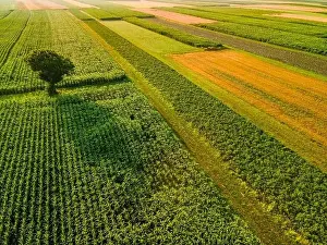 One Tree Stand Out of Crop Fields in Picturesque Countryside Landscape
