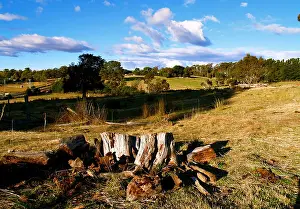 Paddock Prints: Tree stump at farm in Tasmania