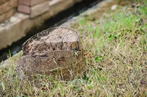 Removal Prints: Tree stump in Nature
