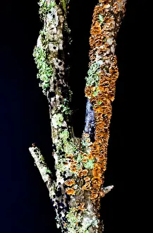 Lichen Prints: Tree Trunk with Lichens and Fungi, James E Grey Preserve, Florida