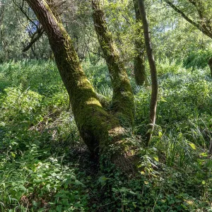 Split Prints: Tree trunk in the shape of a human torso with legs