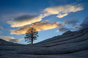 Rock Formations Prints: The Tree at White Pocket in Vermillion Cliffs National Monument, Arizona