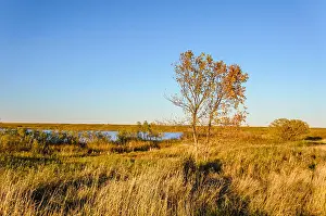 Saskatchewan Prints: A tree with yellow leaves in a dense grass is not a field near a blue lake under an autumnal sky