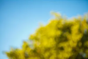 Stains Prints: trees and blue sky with blurred background bokeh