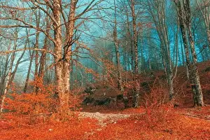 Treetop Prints: Trees in Bohinj park, scenic autumn landscape with fog and bare treetops, selective focus