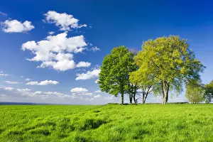 Arable Prints: Trees in farm field. Surrey, UK
