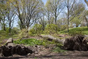 Botanical Garden Prints: Trees felled by hurricane Sandy at the Brooklyn Botanic Garden, New York, NY