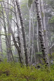 Hiking Trails Prints: Trees in a forest in light fog